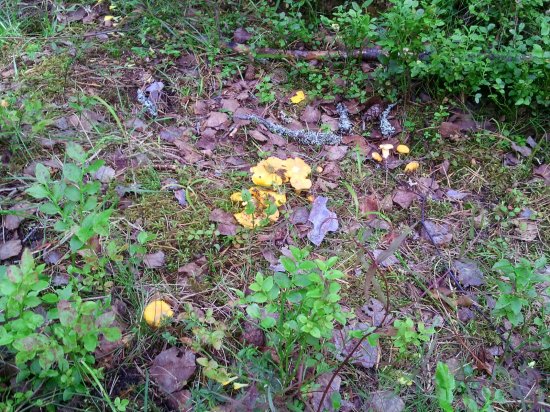 Kantareller i skogen vid Skidstavallen