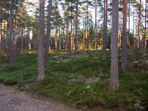 I närheten av spårcentralen vid Skidstavallen