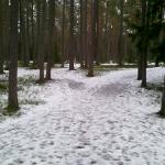 Uppe i skogen bakom sanatoriet
